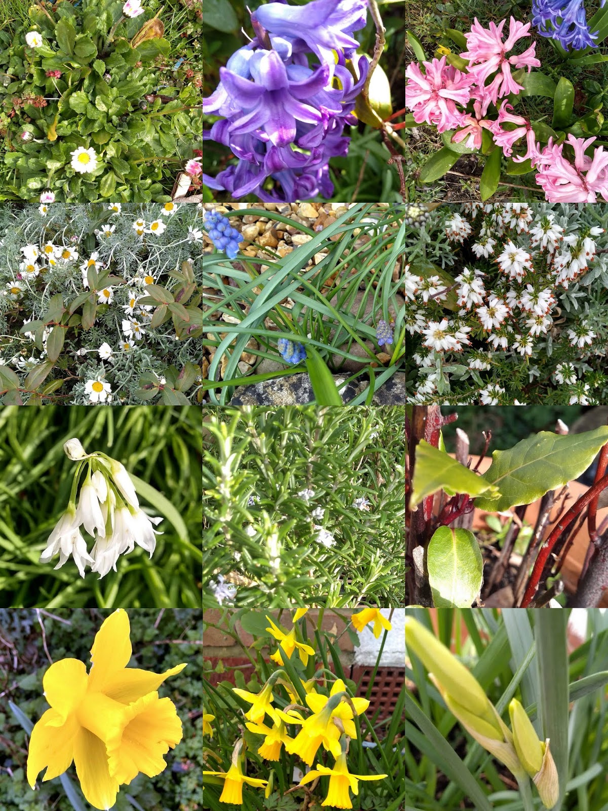 Tracing Rainbows Come Into The Garden Maud