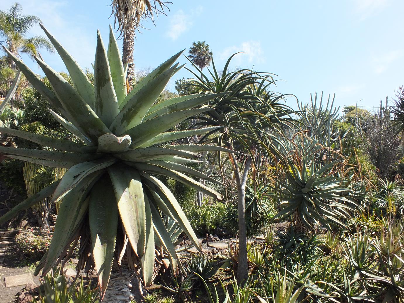 Alternative Eden Exotic Garden Xerophytes at Madeira