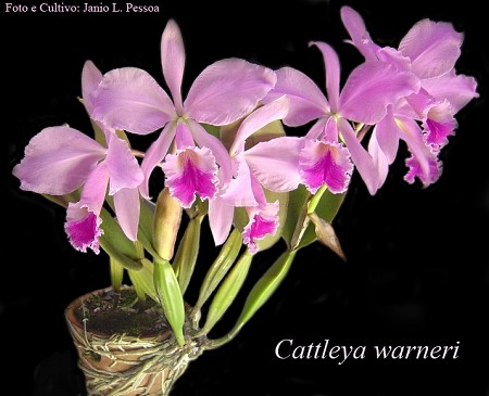 Paixão por orquídeas - Meu orquidário: Guia da Cattleya