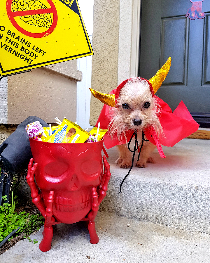 99 Cents Only Stores Have Pet Costume For $.99!- 5 Budget Friendly Pet Costume Ideas #DoThe99 #99Obessed #AD