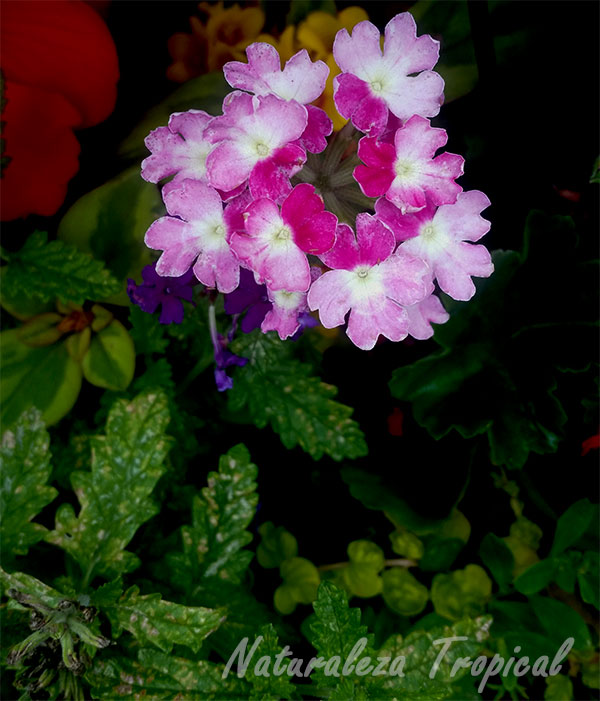 Variedad matizada de las flores de una verbena