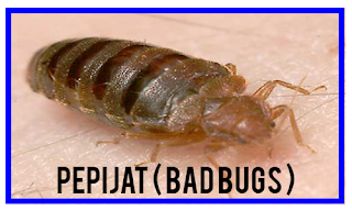 http://sabripestcontrol.blogspot.my/2016/08/pepijat-bad-bugs.html