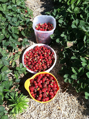 This Rustic Impulse: 19 Pounds of Strawberries