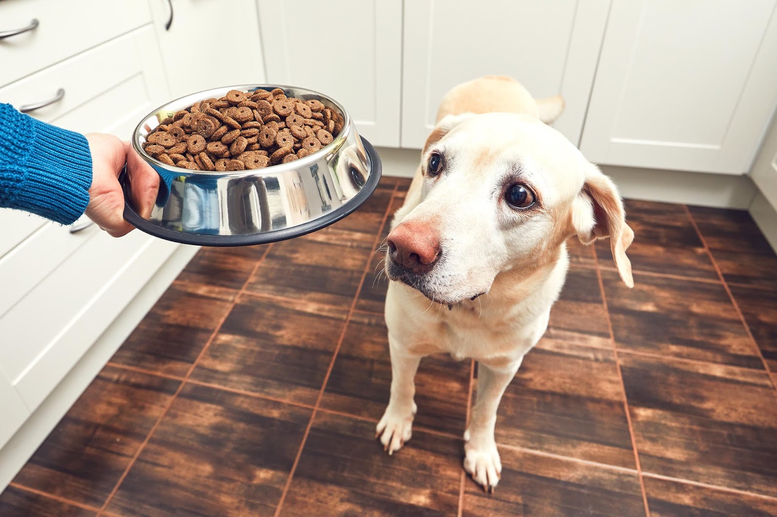 Can Dogs Have Chickpeas Can Dogs Have Chickpeas