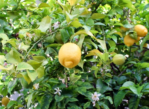 lemon tree with fruit and flowers