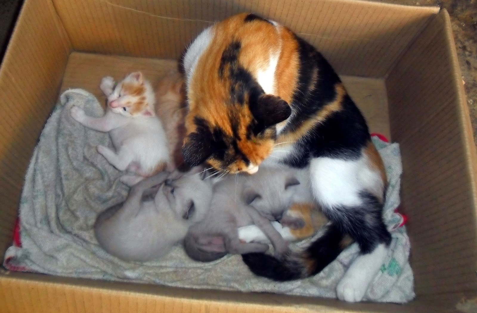Most Beautiful cats Most Beautiful cats