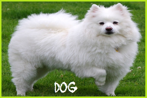 "कुत्ता" के बारे में 20 रोचक तथ्य | 20 Interesting Facts about "Dog" in
