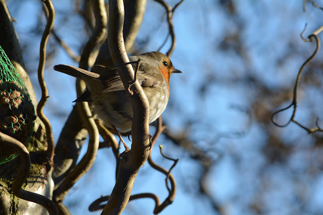 Rotkehlchen / Robin