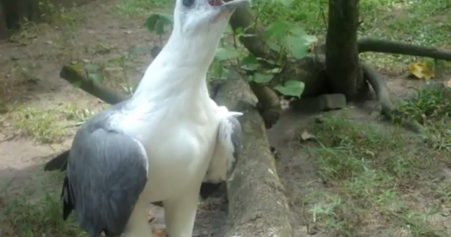 Binatang Laut Langka Ini Masih Banyak Ditemui Di Karimunjawa