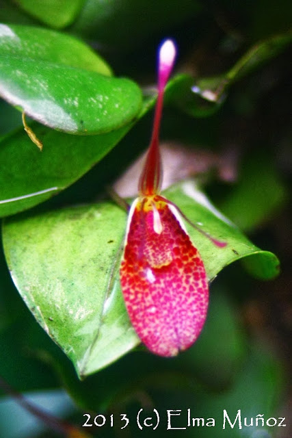Restrepia guttulata. Orquideas del Perú
