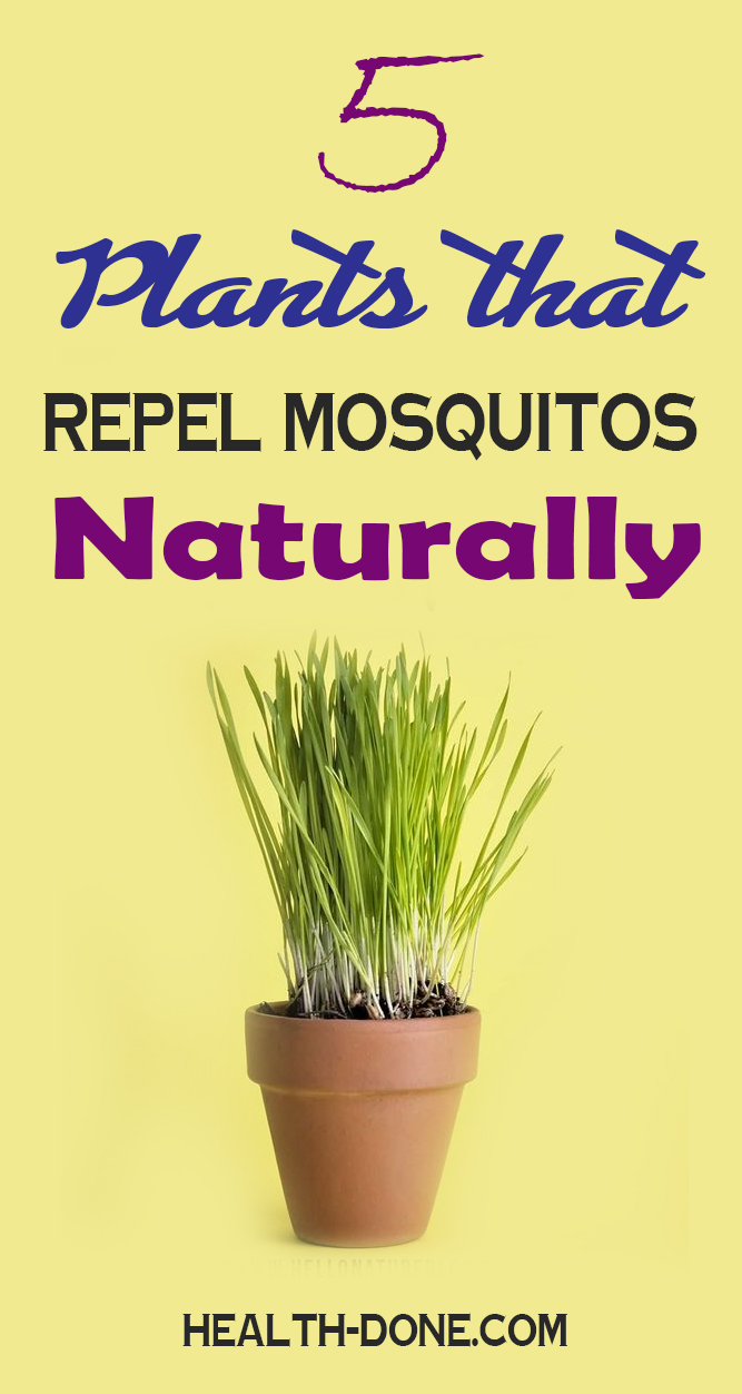 The 5 best mosquito repellent plants