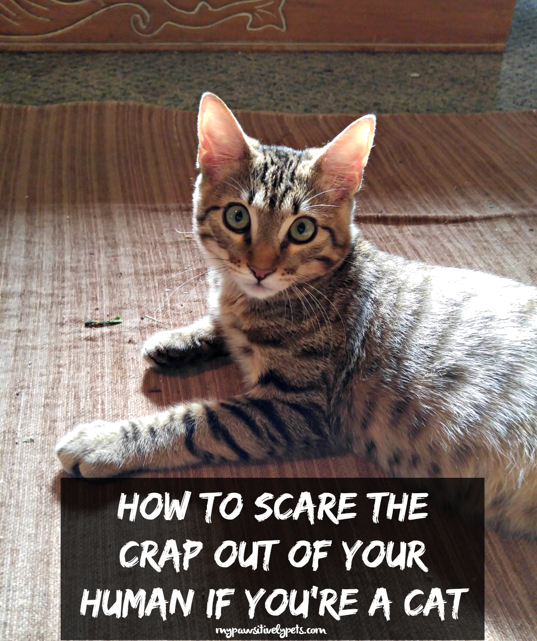 Scare Your Cat