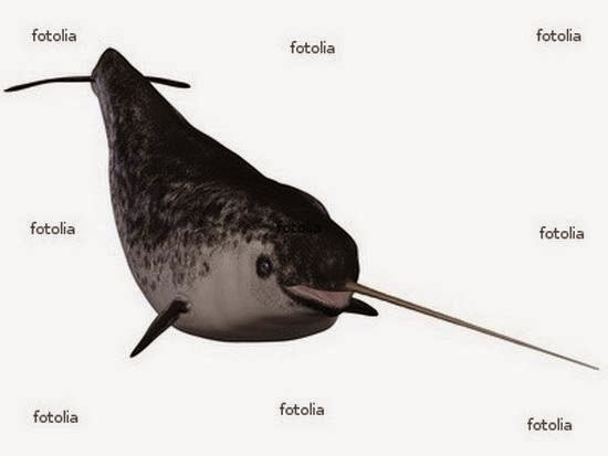 ASIKTAU Hewan  langka Inilah foto ikan paus bertanduk