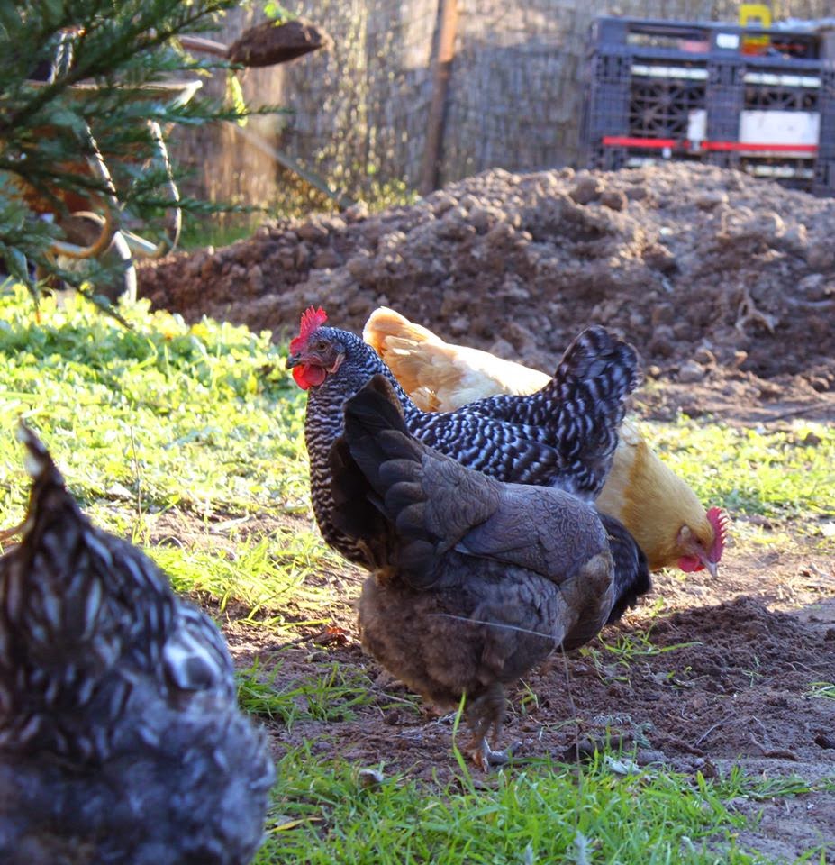 Pet Chicken Ranch