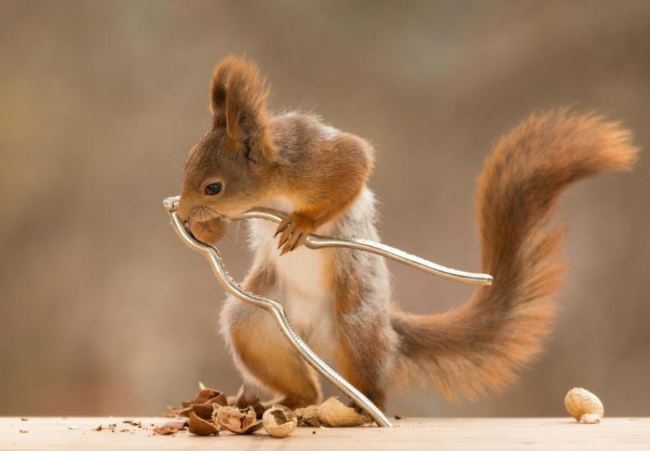 How Do Real Squirrels Try To Crack Nuts? Squirrels Photography by Geert Weggen