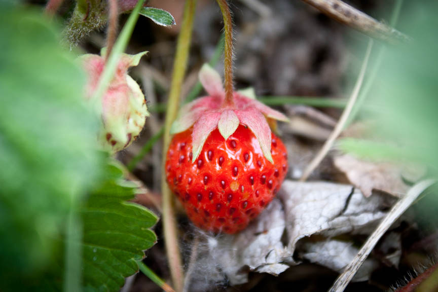 Knit Nat Wild Alaska Strawberries I love this state!