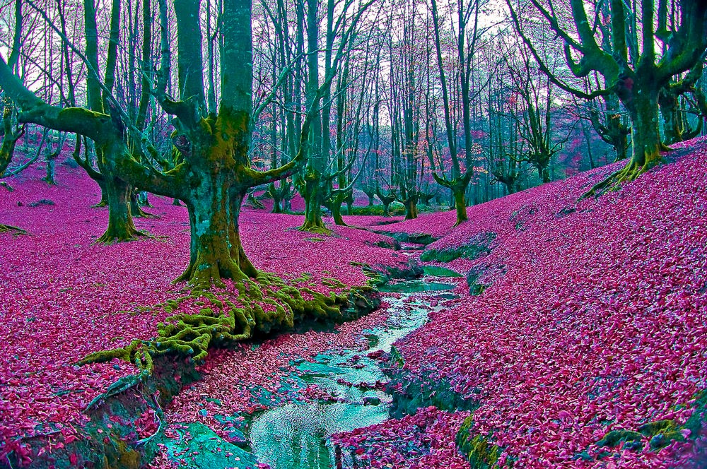 Andy foto natura Bosques encantados