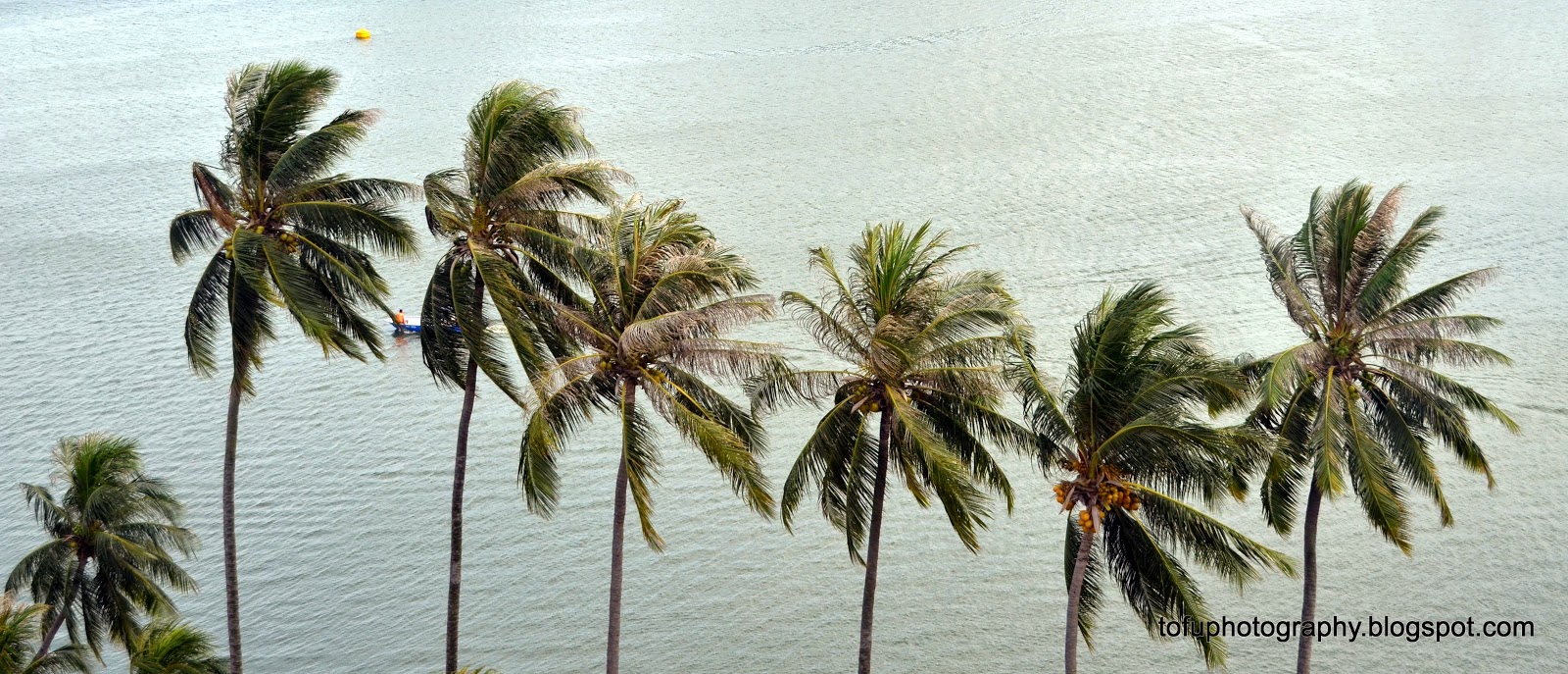 Tofu Photography Coconut trees in Singapore