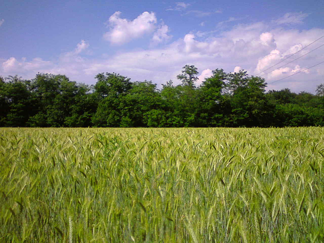 PHOTOGRAPHANDO: Campi di grano