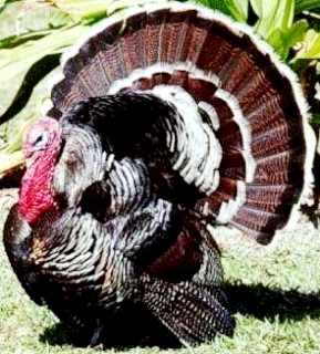 Pavo Foto de pavos con plumas de la cola extendidas
