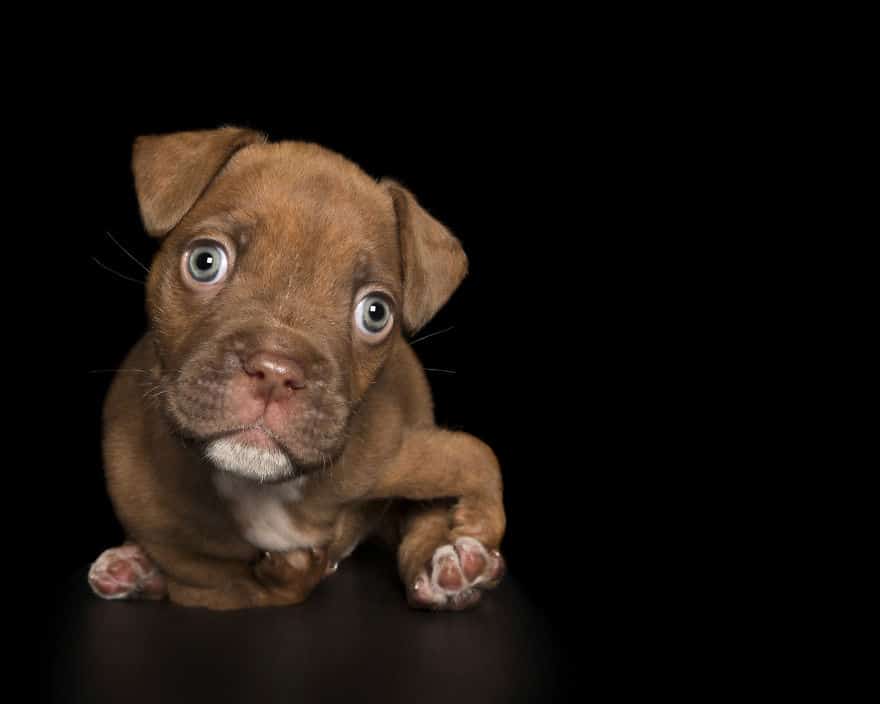 Photographer Captures Powerful Portraits of 'Perfectly Imperfect' Disabled Dogs