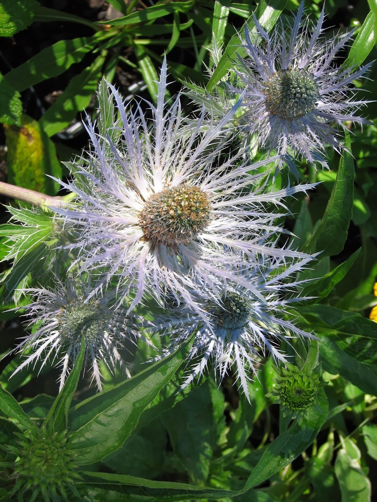 Rotary Botanical Gardens Hort Blog Expo Ready + Exciting Eryngiums