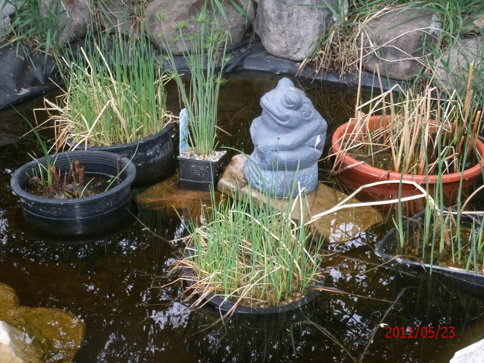 planting-plants-in-koi-pond-submerged-plants.jpg