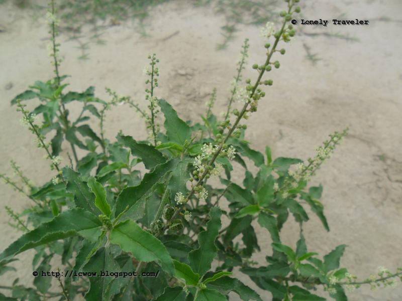 Bon Tulshi(বন তুলসী) Croton bonplandianum