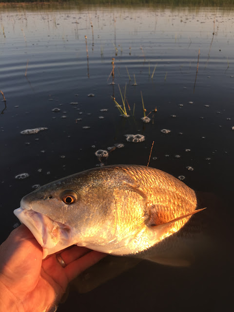 Flats Fishing for Redfish (Red Drum) in Charleston, SC | The Lowcountry Lady