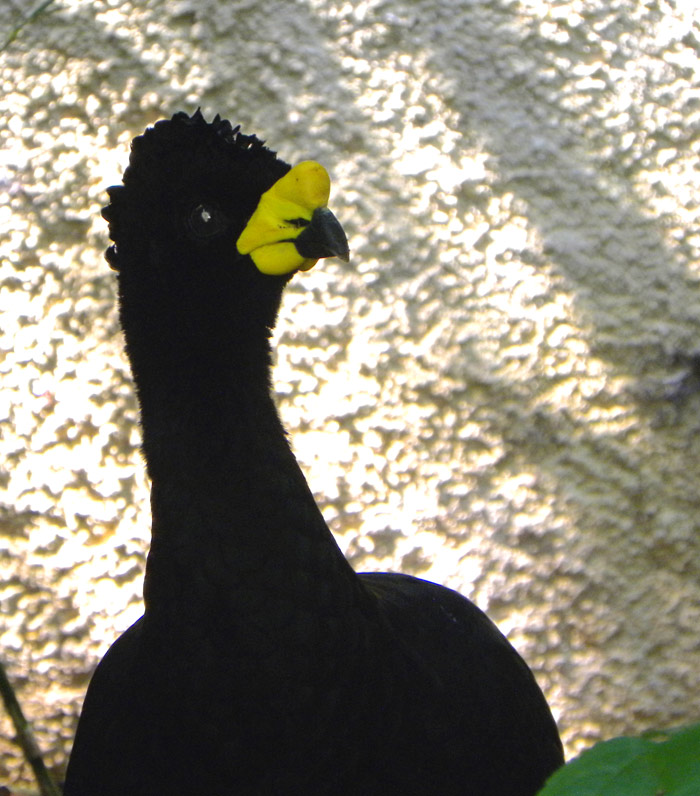 FOTO NATURA HUESCA 2 CRAX DAUBENTONI Robert Gray, 1867 crax