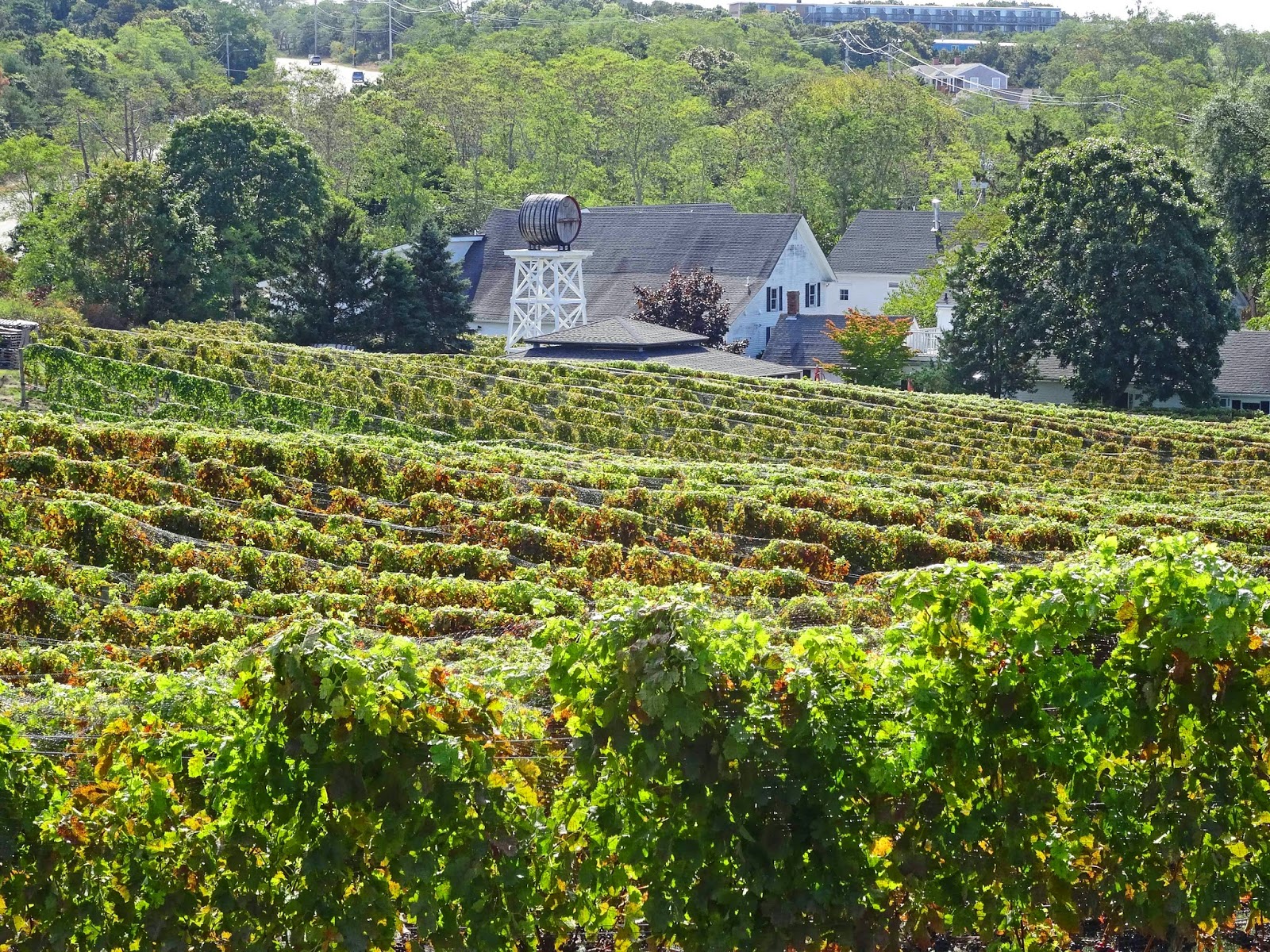 Joe's Retirement Blog Truro Vineyards of Cape Cod, Truro, Cape Cod