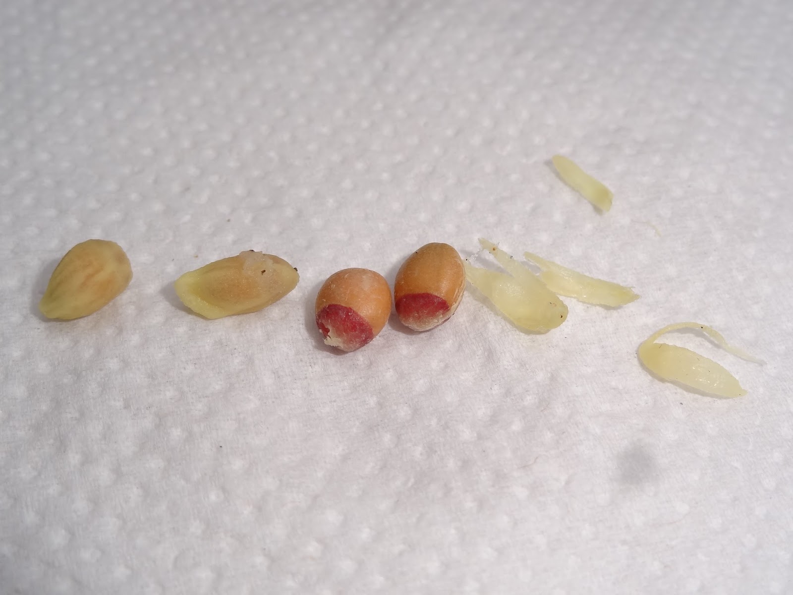 Down on the Allotment Sicilian Lemons