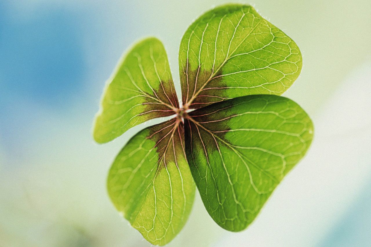 [Image: Four-leaf+clover.jpg]