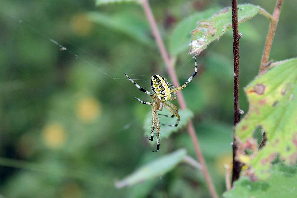 Jaime Ramos Méndez Mundo natural en el Occidente de Michoacán Araña