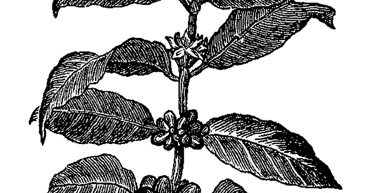 coffee plant clip art - photo #34