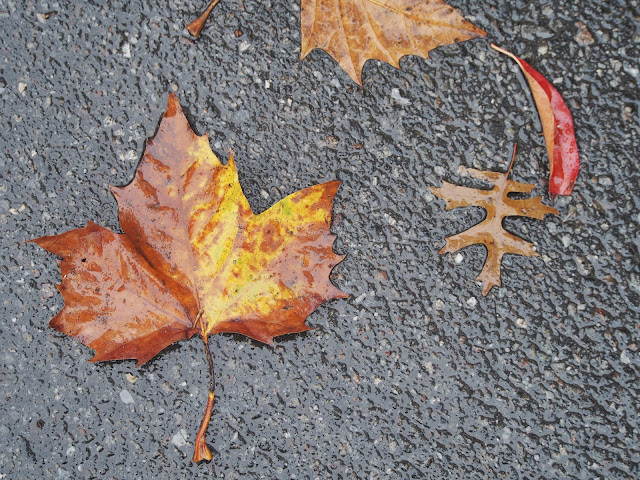 Very Wet #verywet  #fall #fallincentralpark #leaves #foliage #fallenleaves #rainyday #nyc 2014