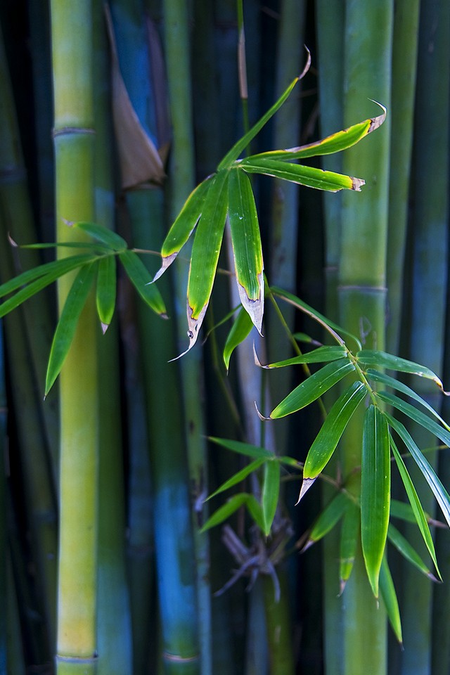 bamboo-download-iphone-ipod-touch-android-wallpapers-backgrounds-themes