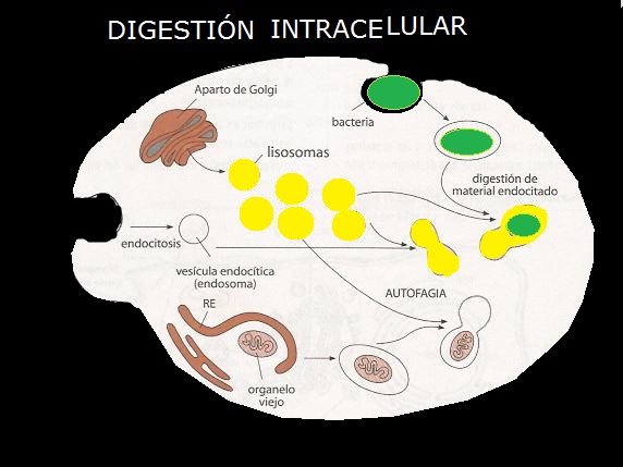 digestion intracelular