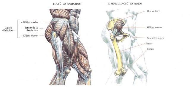 Anatomía del glúteo mayor, glúteo medio y glúteo menor.