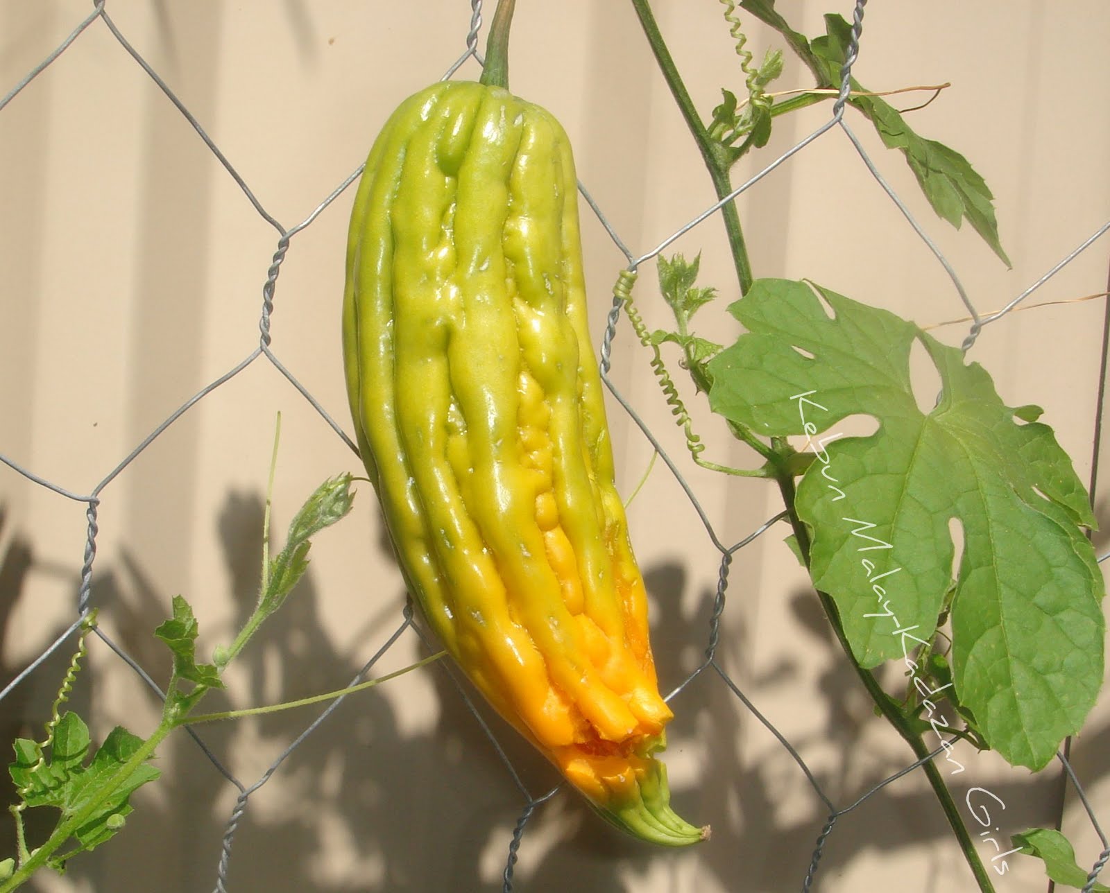 Kebun Malay-Kadazan girls: Over ripe Bitter Gourd / Melon