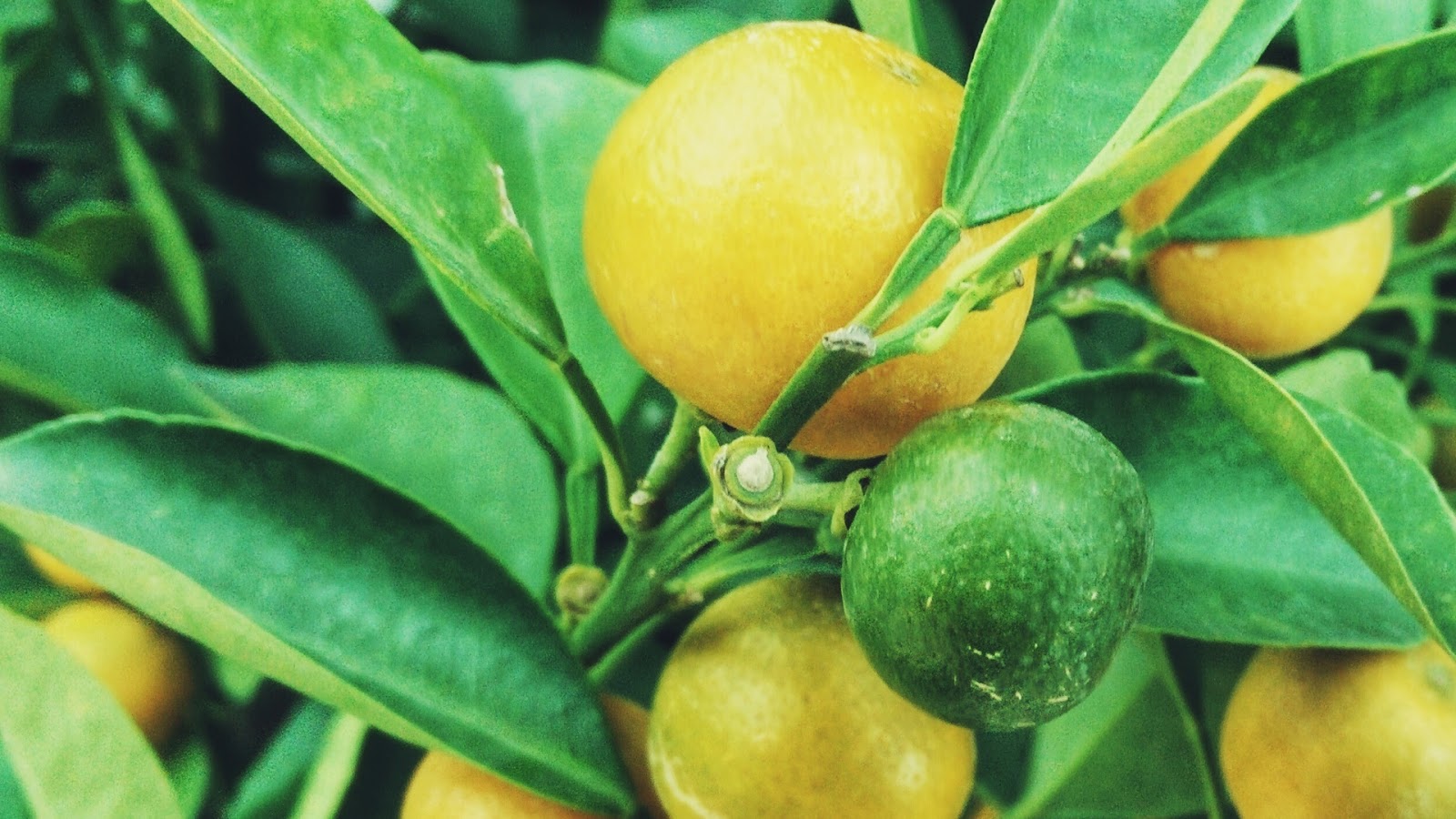 Regensburger Tagebuch Die Reisenden Kunstler Peter Lang Und