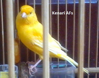 Perbedaan Dan Ciri Ciri Kenari Af Afs F1 F2 Dan F3 Kicau Burung