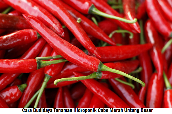Cara Budidaya Tanaman Hidroponik Cabe Merah Untung Besar