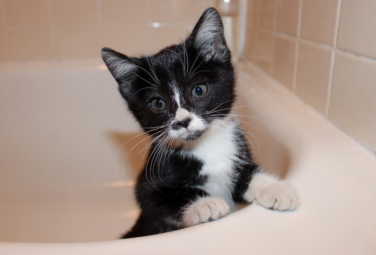 Musings of Kyooyoo Yoo 568 There's a Kitten In My Bathroom