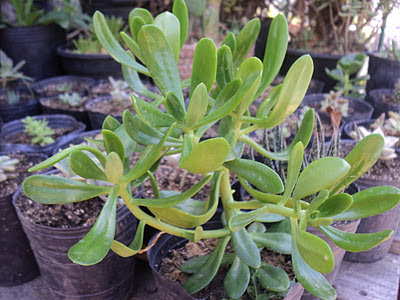 PLANTAS MORENAL: SIEMPREVIVA ( Sedum praealtum ) - Suculenta medicinal -  Disponible en maceta de cultivo N°12