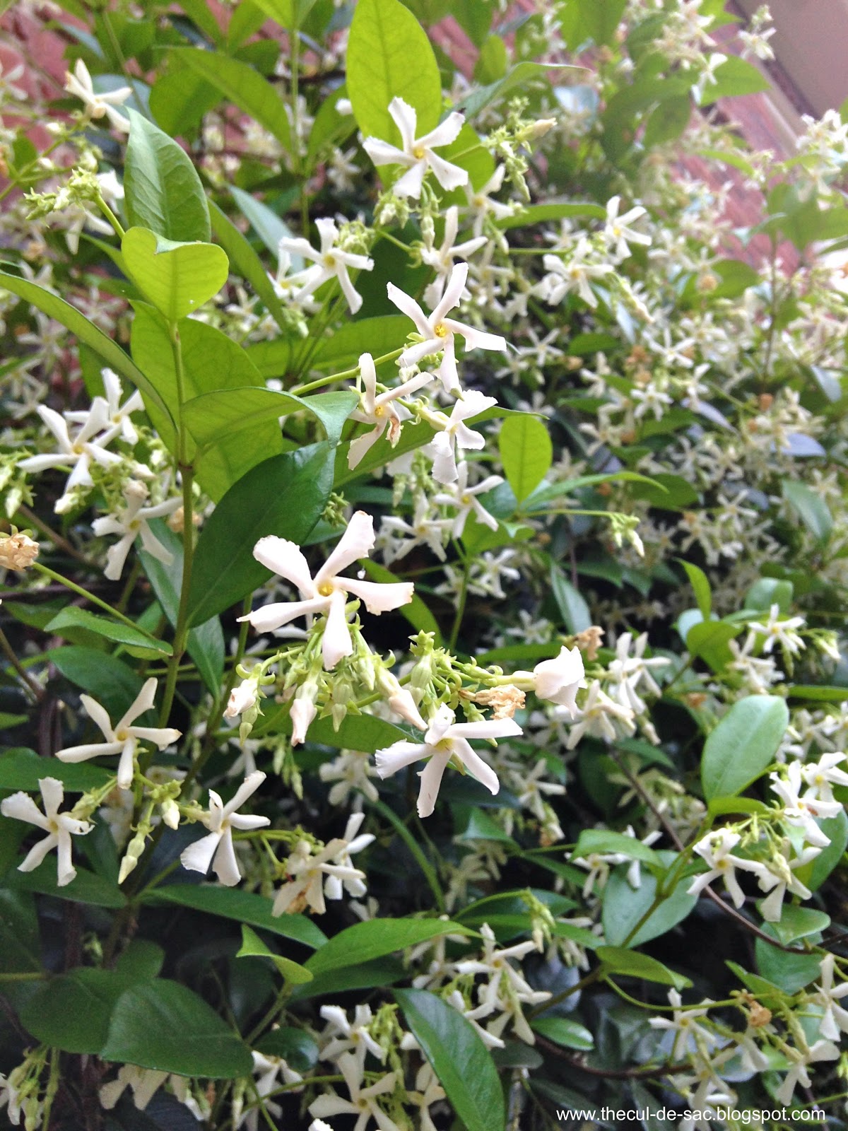 the culdesac Happiness Is...the Scent of Confederate Jasmine