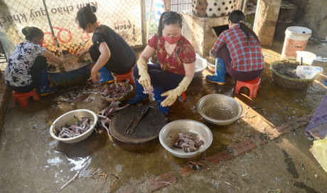 Về Hà Nam thưởng thức món 'chim to dần' - Ảnh 1 Ve Ha Nam thuong thuc mon 'chim to dan' - Anh 1