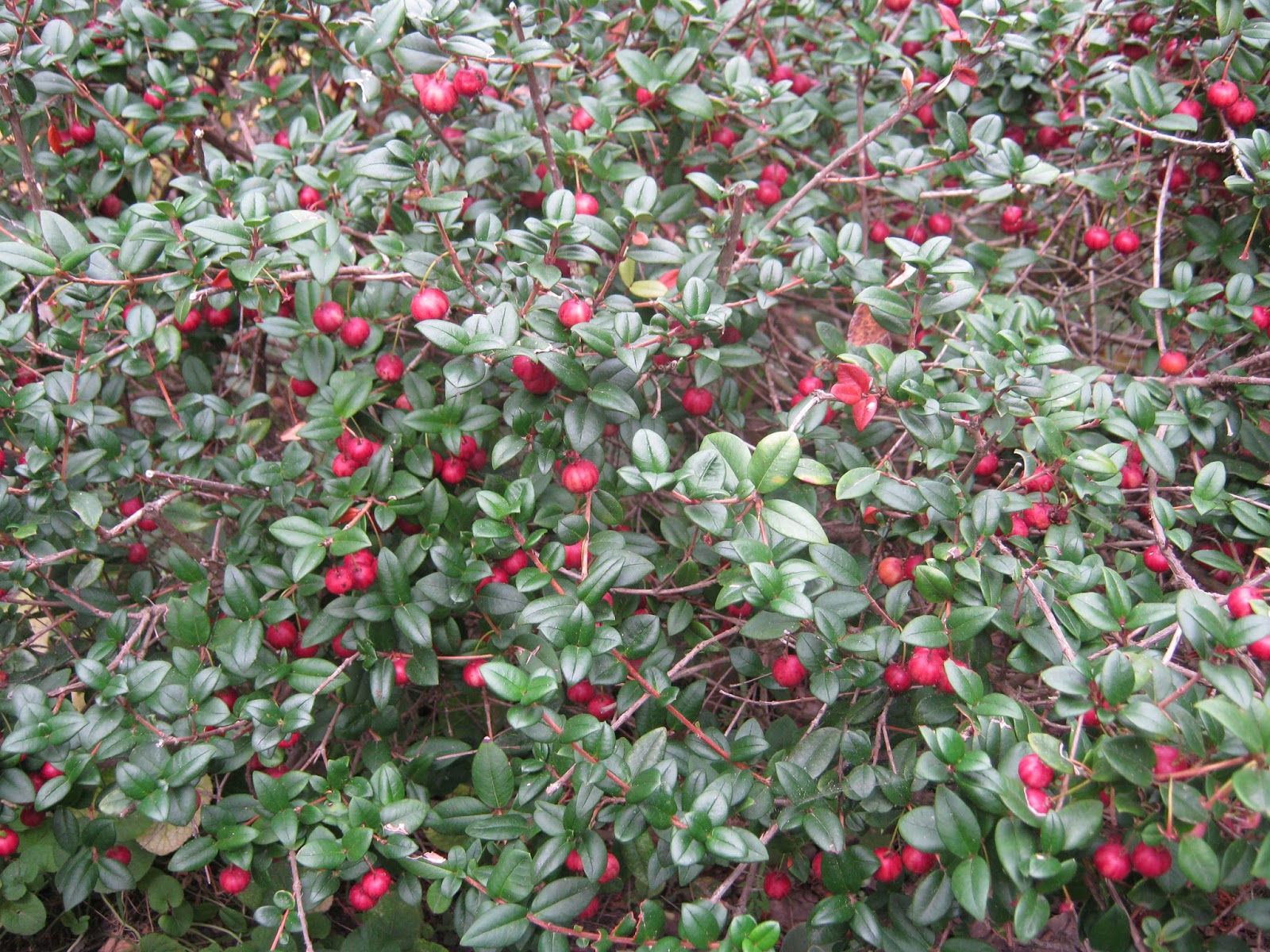 lynwaho New Zealand cranberry