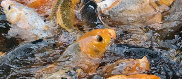 Klasifikasi Morfologi Ikan Mas (Cyprinus Carpio) Lengkap dengan Gambar