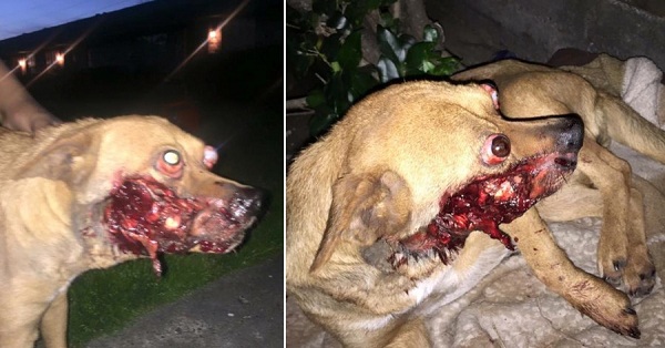 Dog Tail Bleeding Biting Dog Tail Bleeding Biting